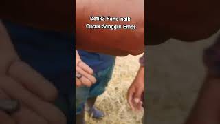 Cucuk Sanggul Emas Cucuk Sanggul Emas