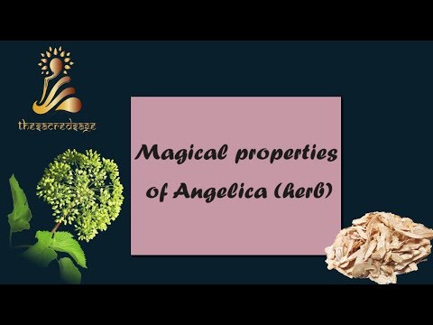 Video: Angelica Officinalis (žolė) - Naudingos Angelikos, Angelikos šaknies, Angelikos Ekstrakto Savybės Ir Naudojimas. Angelikos Miškas, Kinų, Pelkė