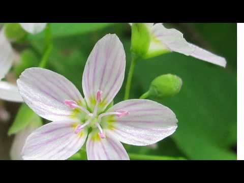 วีดีโอ: การปลูกไม้ดอก Claytonia – วิธีดูแลดอกไม้งามในฤดูใบไม้ผลิ