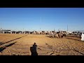 مهرجان سفاري بقيق١٤٣٩هجري رمي بنادق بالبارود مهرجان سفاري بقيق١٤٣٩هجري رمي بنادق بالبارود
