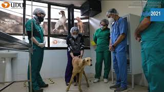 Estudiantes y académicos de Medicina Veterinaria regresan a actividades presenciales, UDLA 2021 screenshot 2