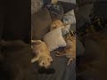 my 3 Dogs