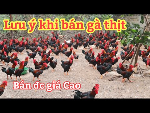 Video Những Lưu Ý Khi Bán Gà Thịt Được Giá Hơn ! - youtube