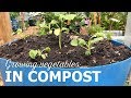 Growing vegetables in compost