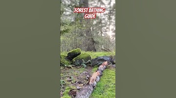 How to Practice Forest Bathing 🌲