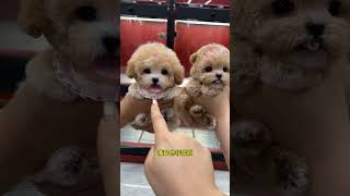 Which One Do You Like, Maltese Or Champagne-Colored Teddy? Maltese Champagne-Colored Teddy Cute Pet