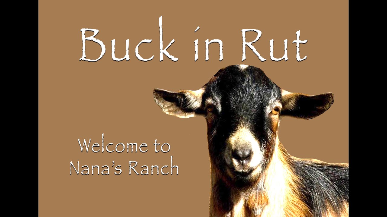 Buck In Rut Singing YouTube buck-in-rut-singing-youtube