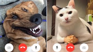 Try not to LAUGH😂 -Best Funny Dogs And Cats Videos 2024🤣😹 by Cute pets54 25 views 1 day ago 10 minutes, 26 seconds