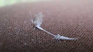 Caenis Sub Imago To Imago Transformation