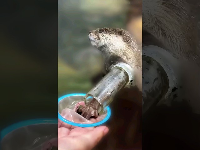 Feeding otters like a pro 🤗 class=