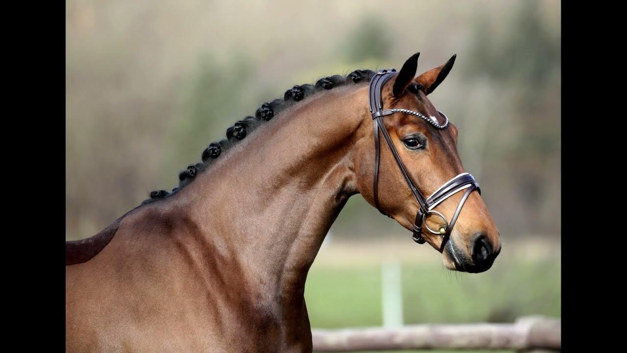 Freddy Quinn 4yo gelding by Fürst Belissaro