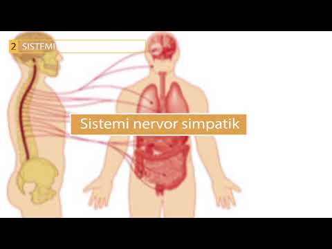 Sistemi nervor periferik