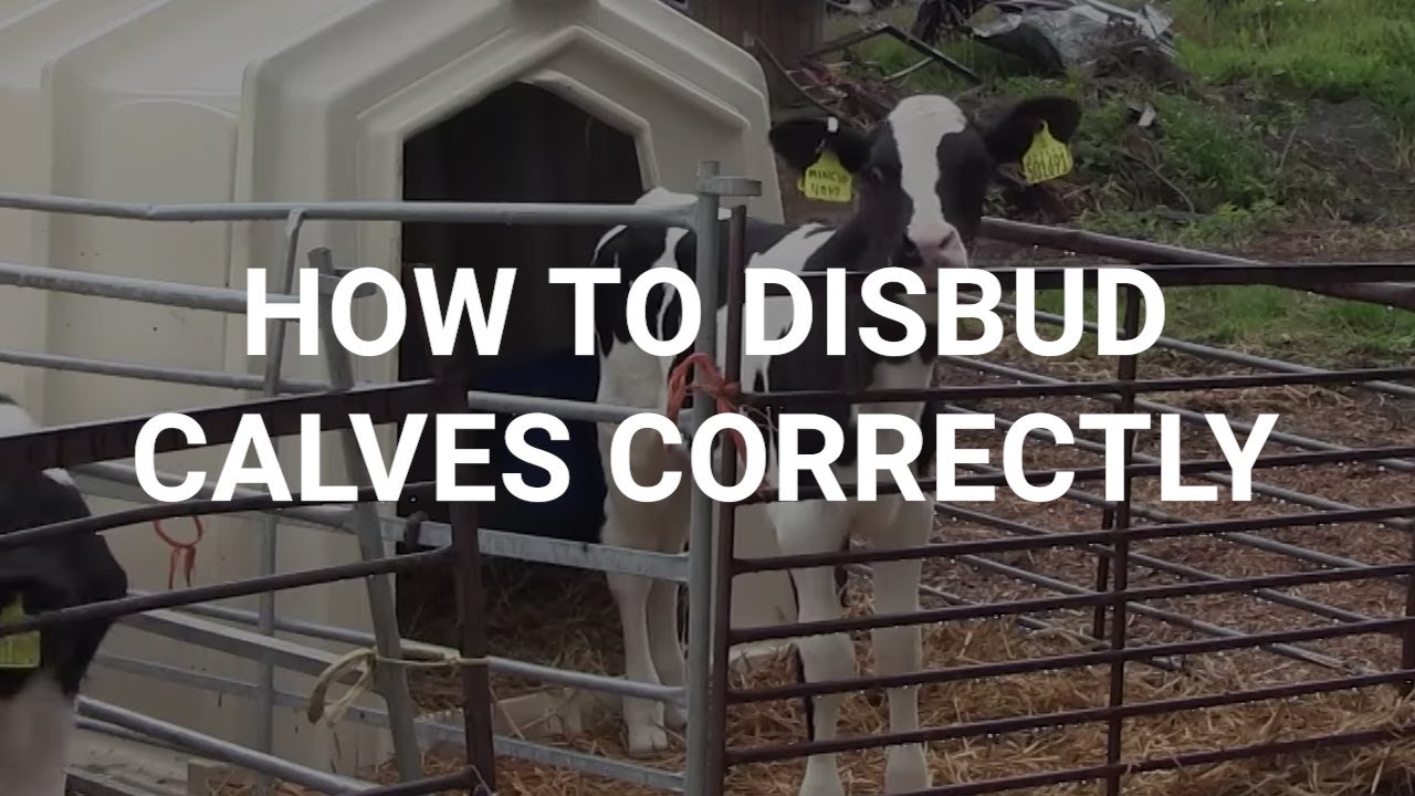 How To Disbud Calves Correctly YouTube How To Disbud Calves Correctly YouTube