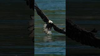 Bald eagle snatches fish from the top of the water. #bird #wildlife #birds #eagles