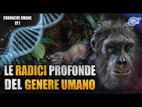 Video: Gli umani sono più strettamente imparentati con i gorilla o gli oranghi?