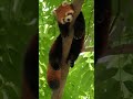 লাল পান্ডা নিয়ে মজার তথ্য। Red Panda।