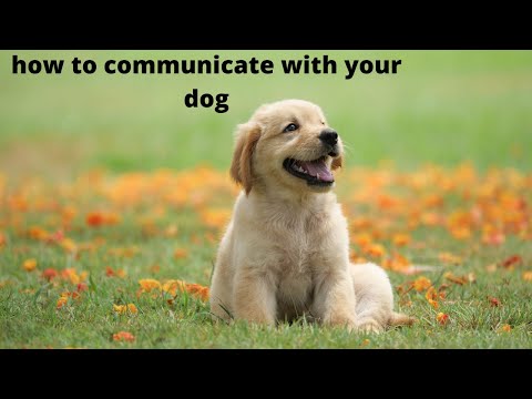 how to communicate with your dog