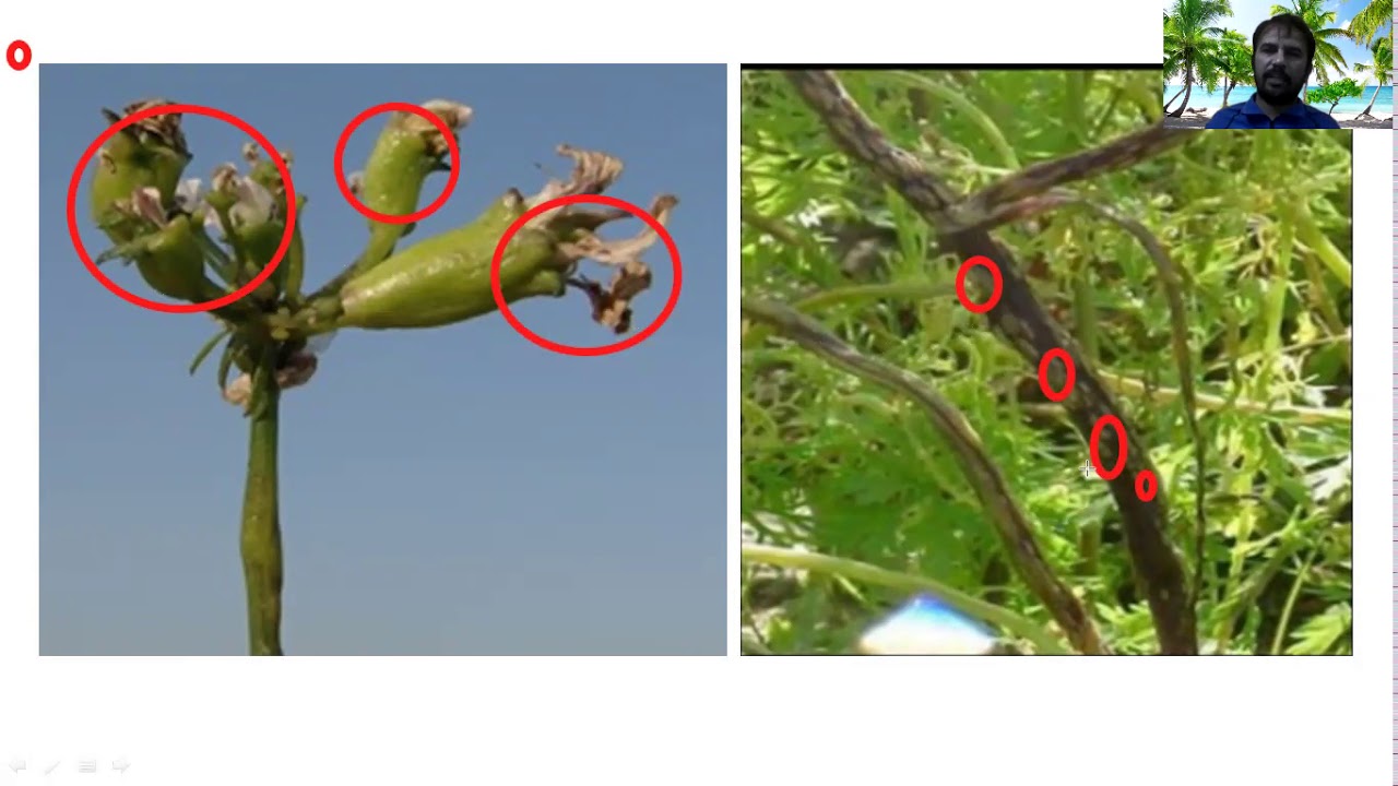 PPATH 321 Diseases of Coriander YouTube