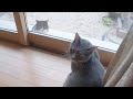 ガン見してくる野良猫の視線に耐えられず飼い主に助けを求める猫