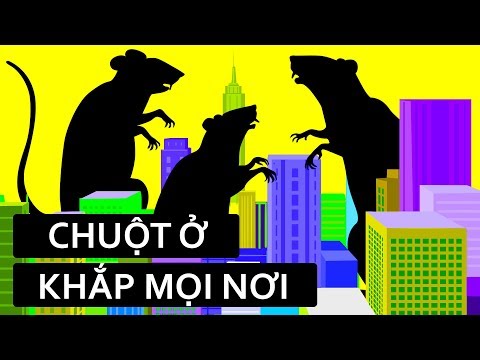 Video Tại sao các thành phố không thể thoát khỏi chuột - youtube