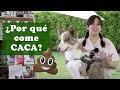 ¡Mi perro come CACA 💩! Te damos la SOLUCIÓN a su comportamiento 🐶