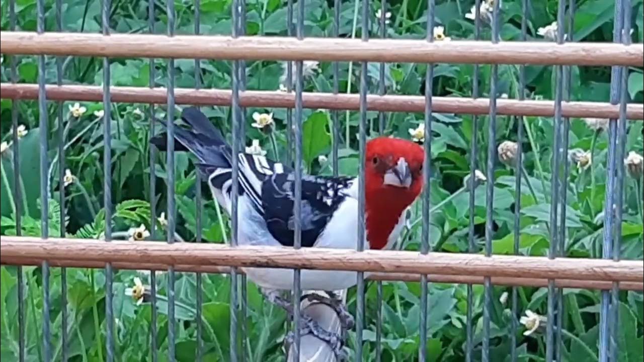 galo de Campina como abrir o canto da forma correta Galo manso ou bravo YouTube