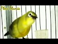 Pleci Gunung Slamet Original Gs Mp3 - Mp4 Download
