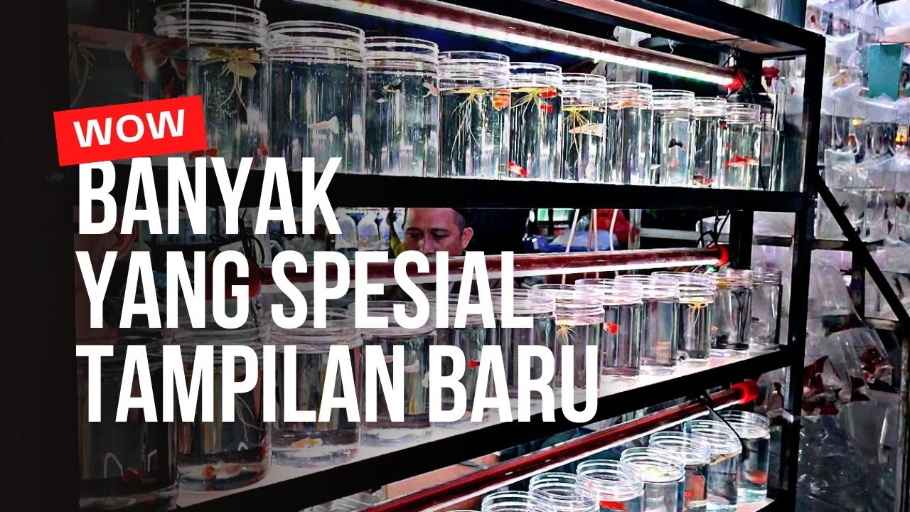 WAHH !!! BANUAK YANG SPESIAL DILAPAK INI || UPDATE HARGA IKAN HIAS DI PASAR IKAN HIAS JATINEGARA