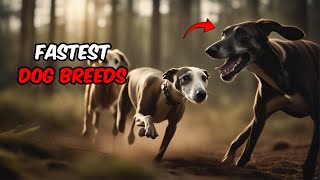 The Top 10 Fastest Dog Breeds You Need to Know