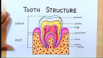 How to Draw Structure of a Tooth | Tooth Structure drawing // tooth drawing // tooth structure