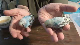 BABY EXOTIC PARROTS - red green colorblind problems - I cant tell what color they are