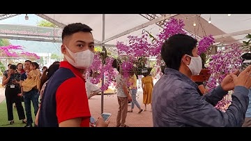 KÈN LAI CHÂU NỞ RỰC RỠ TẠI TRIỂN LÃM HOA PHONG LAN "HƯƠNG SẮC LAI CHÂU 2021".