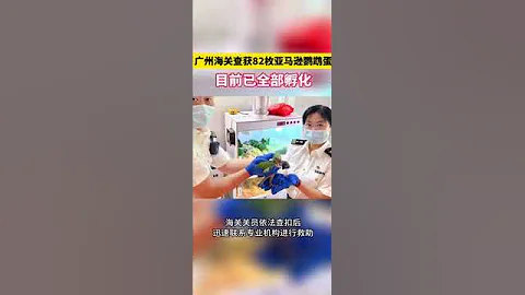 有些东西真不能携带进出境！旅客手提包内藏82枚亚马逊鹦鹉蛋被海关查获，属于濒危物种，目前已全部顺利孵化 - 天天要闻