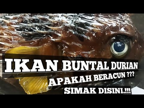 MEMASAK IKAN BUNTAL DURIAN (how to remove fish toxins fugu)ikan beracun