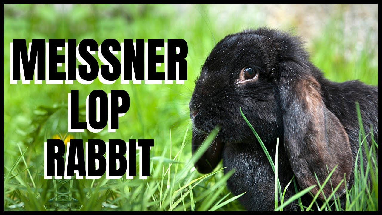 Meissner Lop Rabbit 101 - YouTube