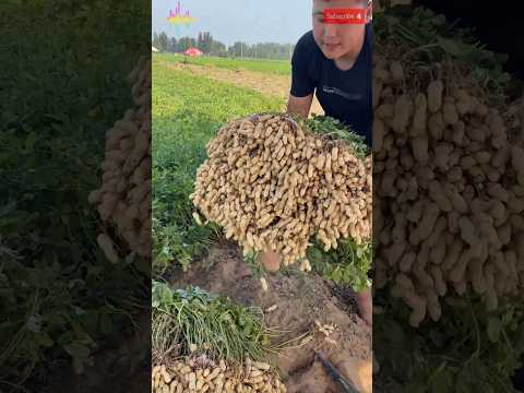 الفول السوداني هذا الجوز ينمو تحت الأرض 