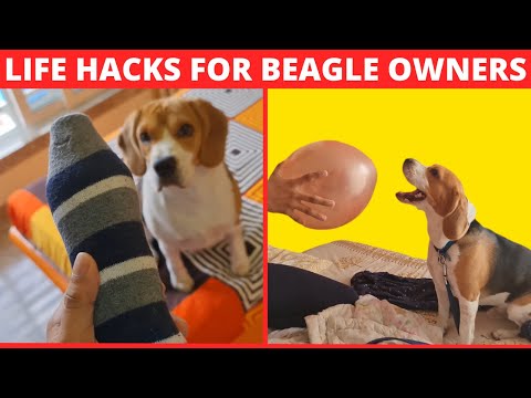 Videó: Javítsa a Beagle bőrét és kabátját ezzel az egyszerű egyszerű hackel