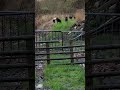 Zwartbles sheep grazing in the rain shorts nature travel naturelovers relaxing animals rain