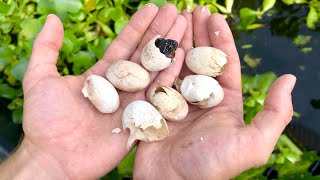 THE BLACK SLUDGE POND EGGS FINALLY HATCHED !