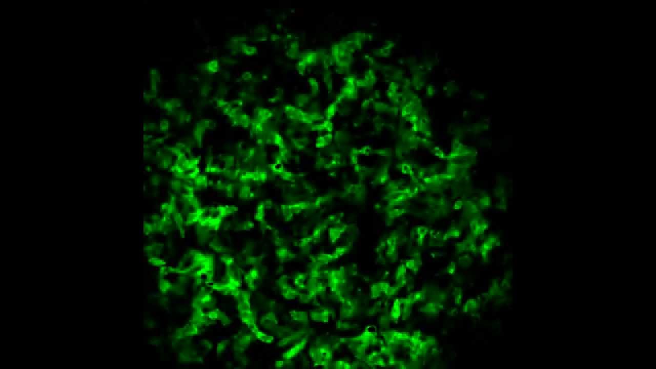Visualizing electrical activity in cells using a GFP-based voltage probe ArcLight