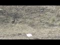 Дикие утки на разбойке