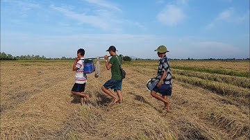 Ra Ruộng Đặt Lợp Bắt Ếch Đồng Gánh Về Nấu Cháo Hành Lai Rai Buổi  Chiều Quê.Góc Làng Quê#85