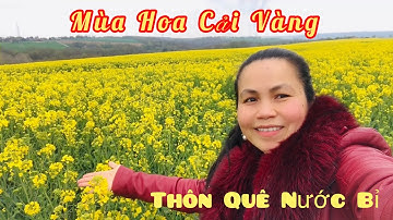 🇧🇪# Cánh Đồng Hoa Cải Vàng Ươm Tuyệt Đẹp -Vùng Nông Thôn Nước Bỉ #Hoacaivang#