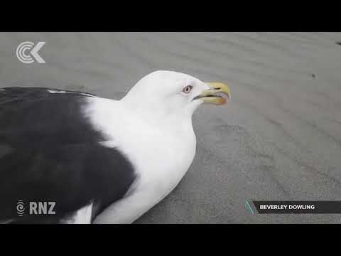 Video: Mass Death Of Sea Gulls - Alternative View