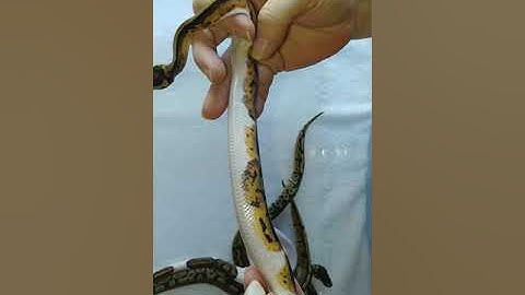 Clutch #3 Pieds Update