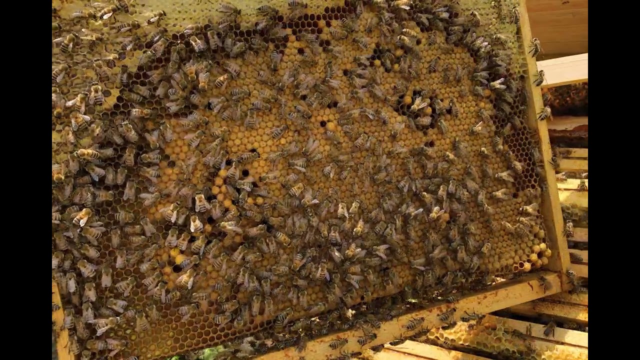 See How Bees Make Honey Up Close!