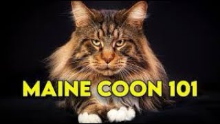 Maine Coon Cat 101  Watch This Before Getting One (Full Guide)