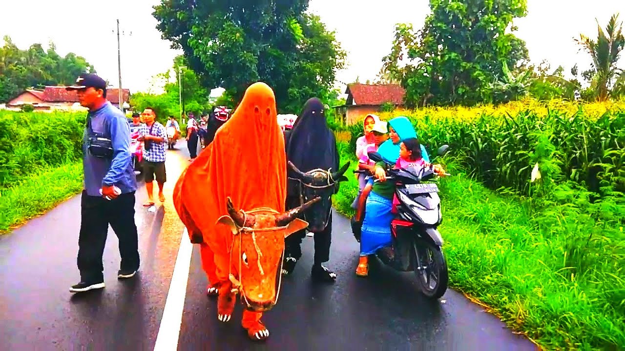 Ini MACAN BA LAKEK diiringi DRUMBAND ba lakek arak arakan salto kejar penonton sampai jerit jerit