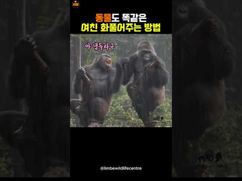 사람처럼 화플어주는 고릴라🤣 thumbnail