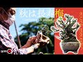 【秋は長寿梅】徹底解説＆剪定、針金掛け、植え替えを実践【盆栽Q】